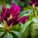 Blüten nach dem Regenschauer