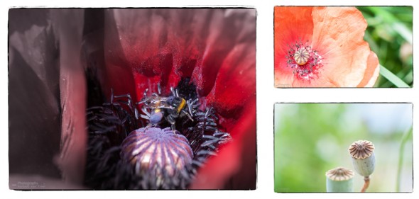 collage-mohn-2