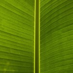 Botanischer Garten – Version 2