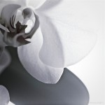 Orchidee fragil - Version 4
