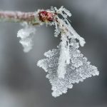 Frost